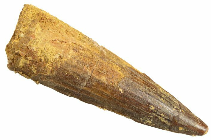Fossil Spinosaurus Tooth - Real Dinosaur Tooth #344354